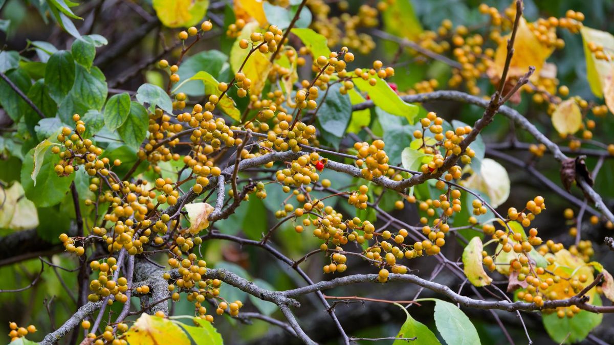 Surowe kary dla posiadaczy pnącza
