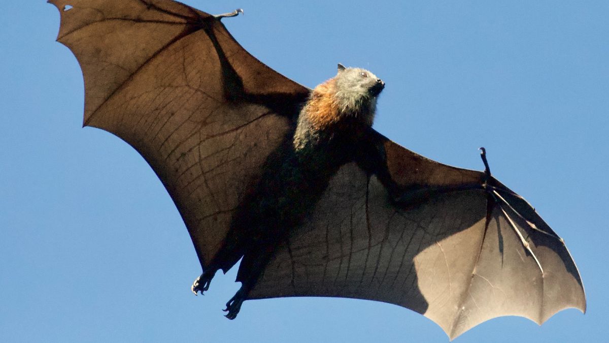 Nietoperze unikają farm słonecznych