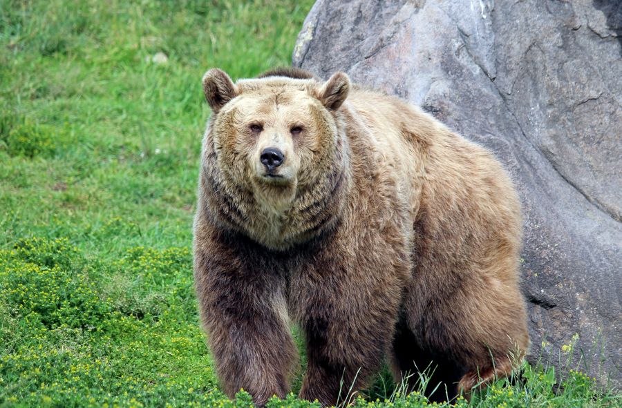 Begging bears are disappearing from the Transfăgărășan Highway