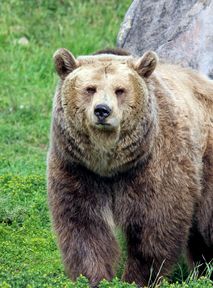 Begging bears are disappearing from the Transfăgărășan Highway. Authorities' measures: "We can no longer continue like this"