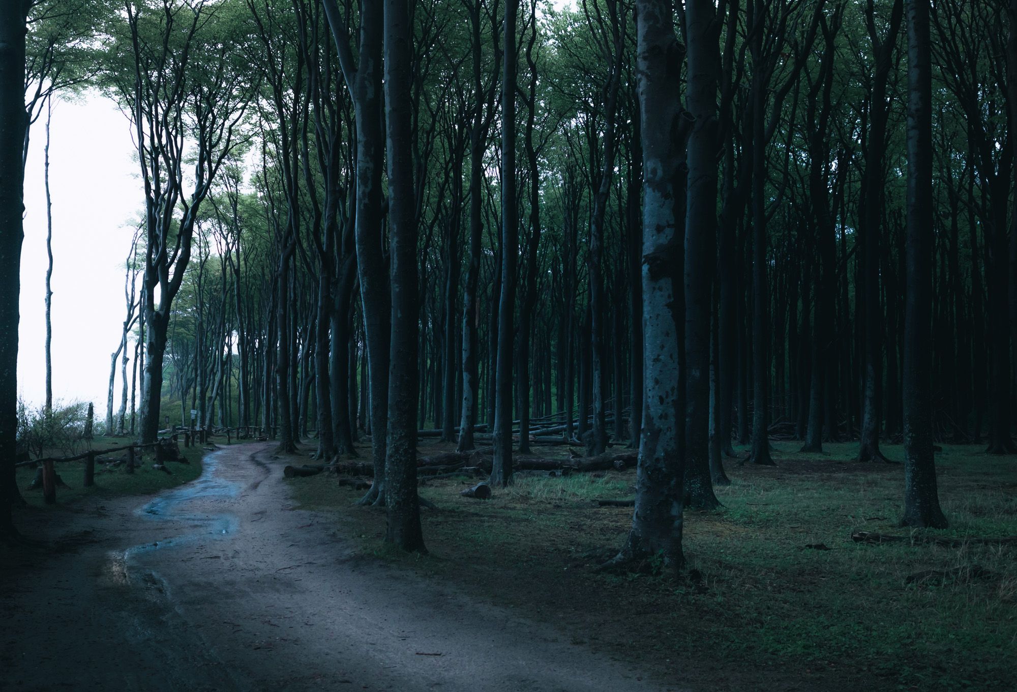 Groza Lasu Duchów i ukojenie parku Jasmund, czyli jeden dzień w Niemczech 9