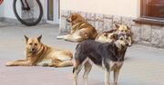 Zwyrodnialcy czyhają na psy w Zakopanem. "Dokładnie sześć gwoździ utknęło w jego żołądku"