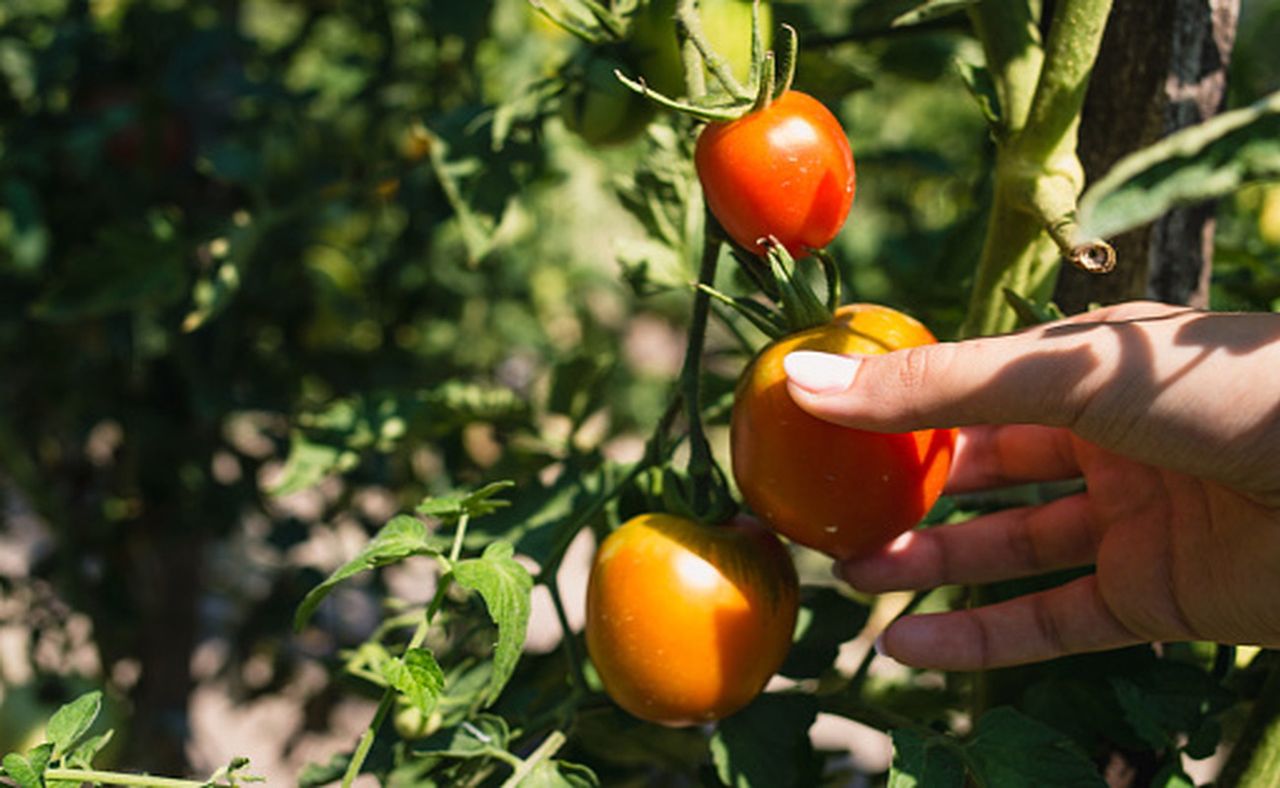 Tomato lover's guide. Key practices to grow healthy crops and plants