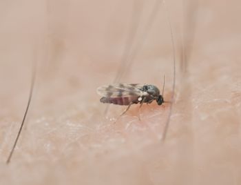 Meszki nie lubią tego zapachu. Nawet się do ciebie nie zbliżą