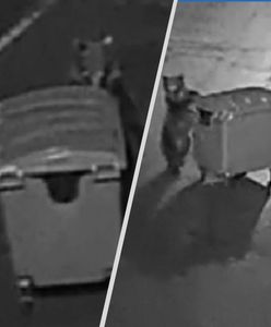 Nietypowy atak w Braszowie. Głodny niedźwiedź chciał ukraść śmietnik