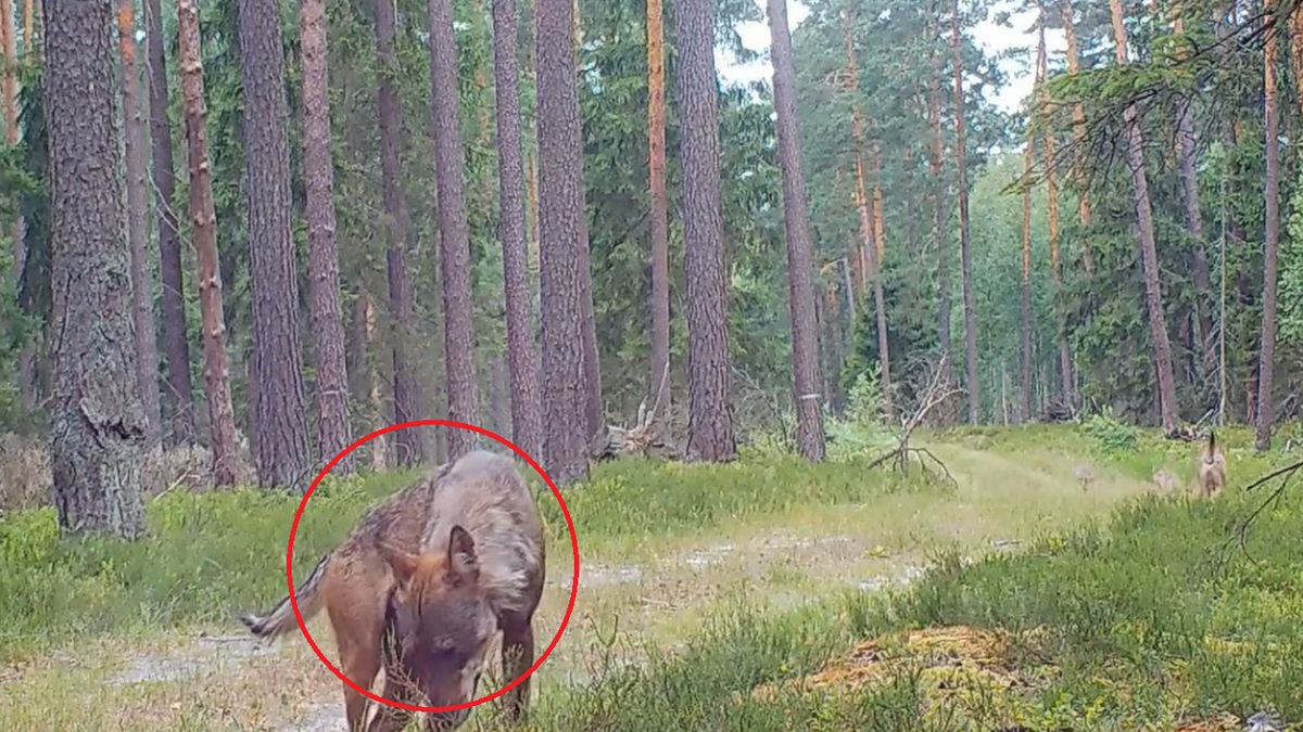 Wilcza rodzina na spacerze w roztoczańskich lasach. Wszystko nagrała kamera 