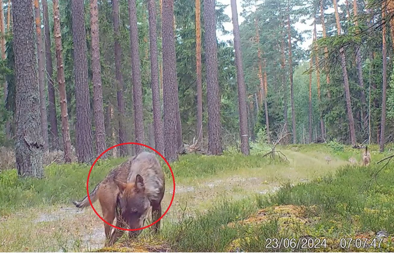 Kamera uchwyciła to w lesie. Ludzie rzadko je spotykają