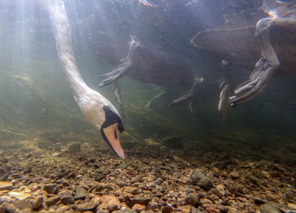 Oto najlepsze zdjęcia ptaków w konkursie Bird Photographer of the Year 2017 11