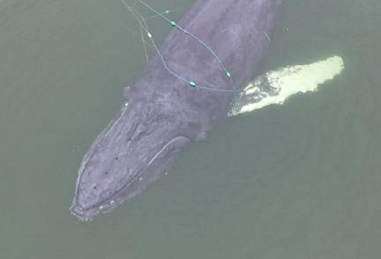 Martwy wieloryb w porcie Świnoujście. Ciało przywiózł tankowiec z USA