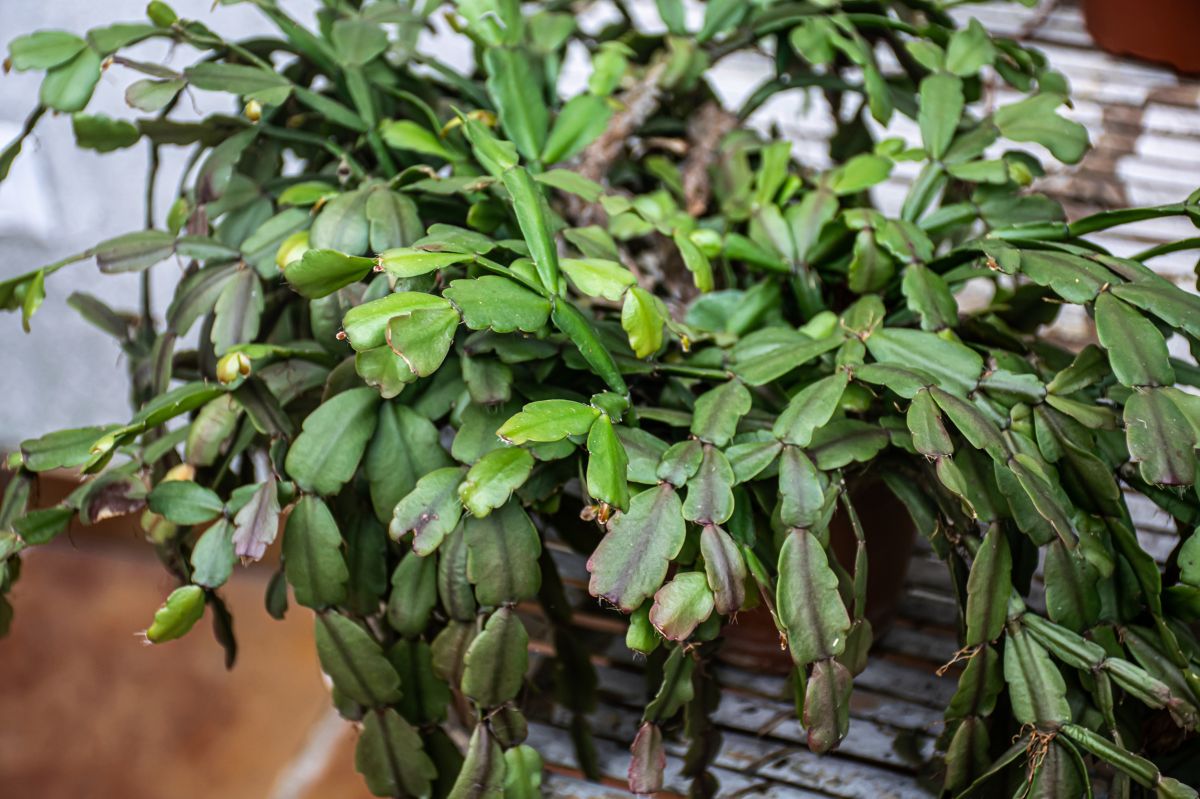 Revive your reluctant Christmas cactus. An easy guide to DIY fertilizer for holiday blooms