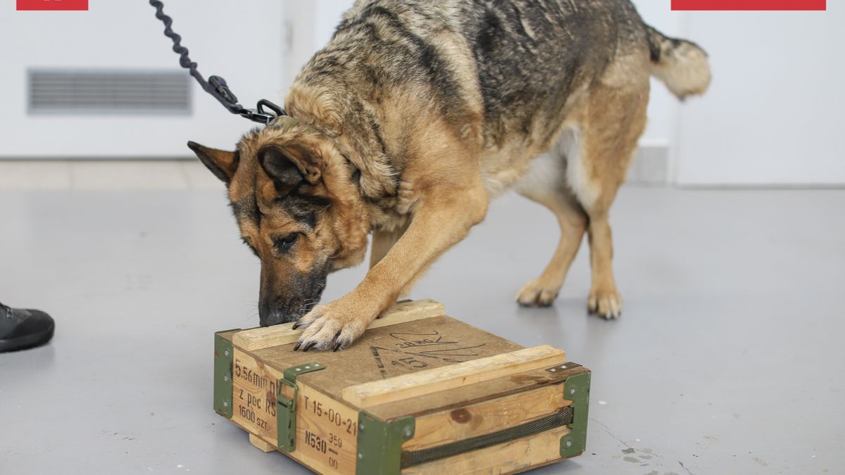 Owczarek niemiecki pełni służbę na przejściu granicznym