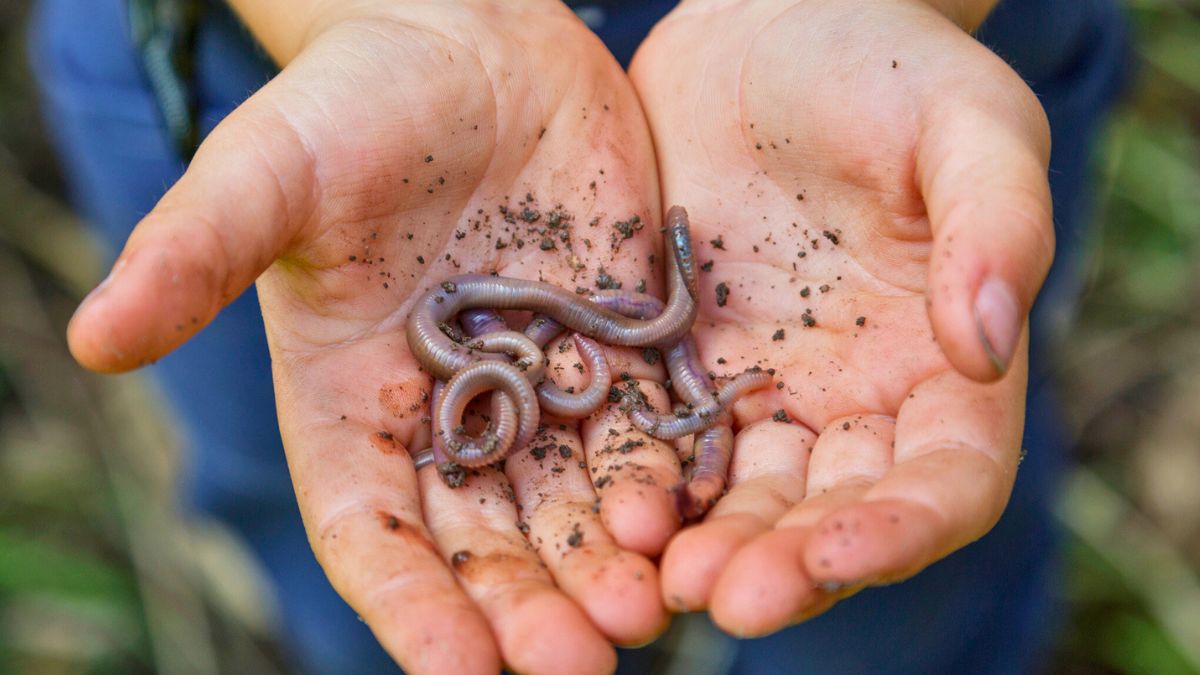 Dżdżownice na dłoni