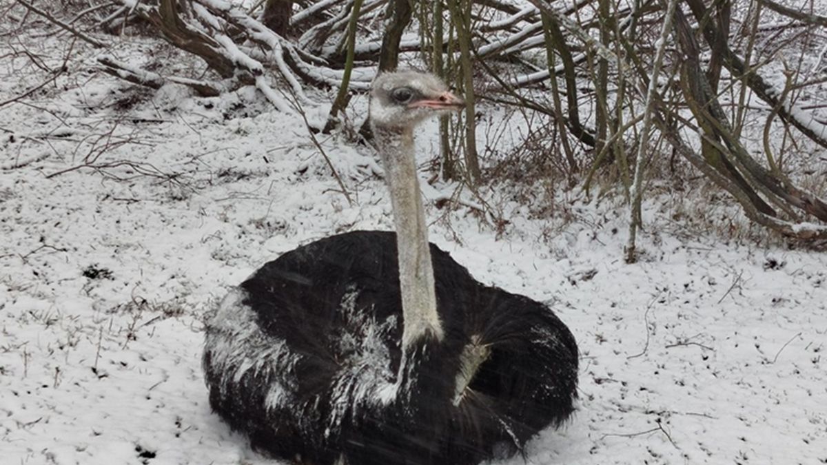 Bestialsko skatował strusia. Sąd nie miał litości. Jest wyrok