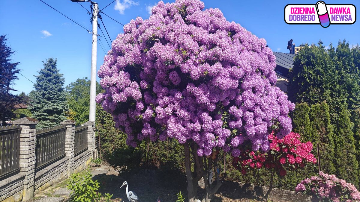 Rododendron robi furorę.