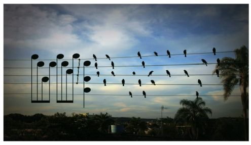 Birds on the Wires, czyli ptaki jak nuty, a kable niczym pięciolinia