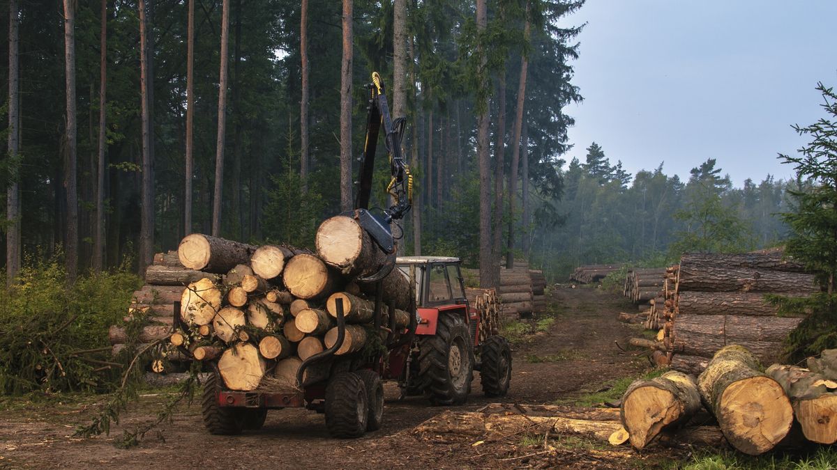 Zmiany w gospodarce leśnej. Rząd przyjął projekt ustawy 