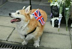 Elżbieta II kochała corgi. Czym charakteryzują się ulubione psy królowej?