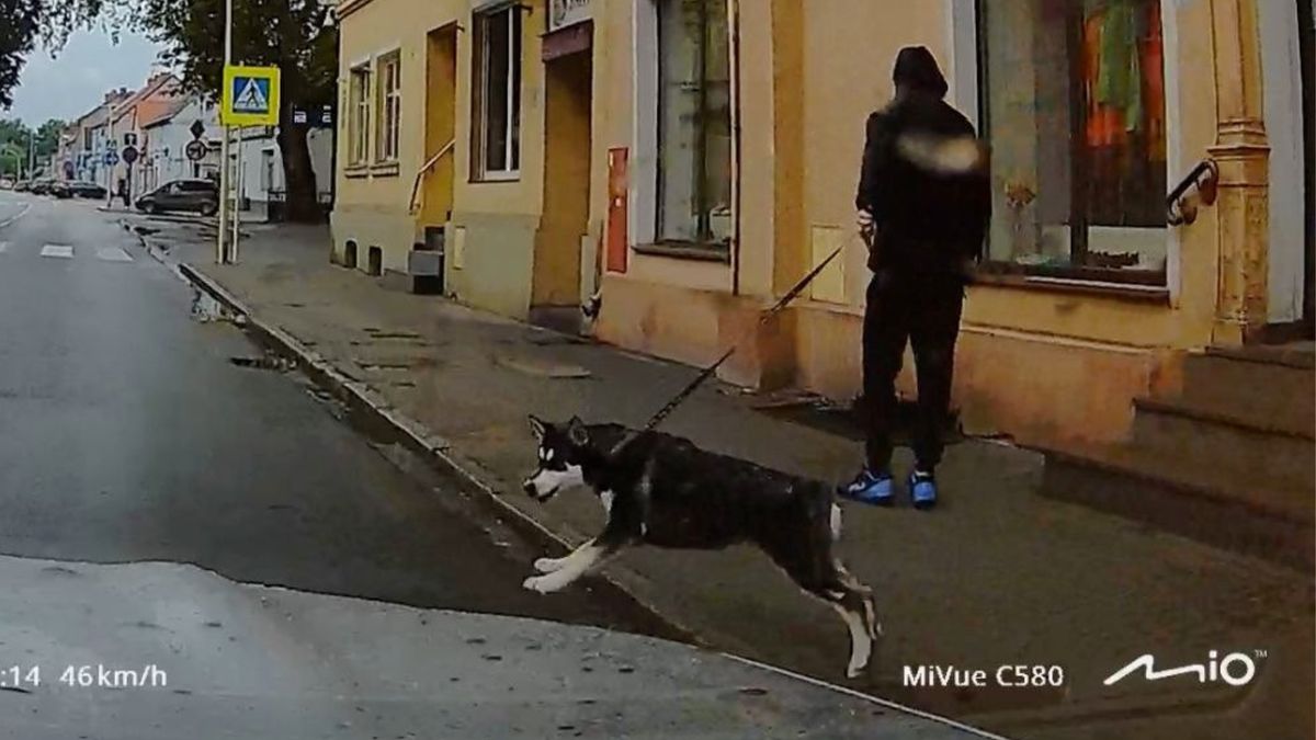 Pies wyskoczył na drogę. Kierowca ma apel.