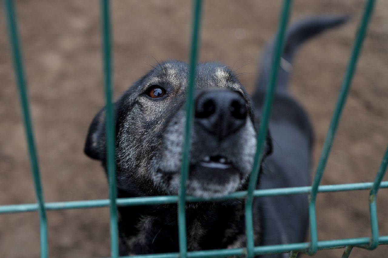 Tysiące psów trafi do schronisk? Eksperci o "ustawie łańcuchowej"