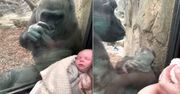 Gorylica z zoo chciała zaopiekować się ludzkim noworodkiem. Wzbudziła zachwyt gapiów