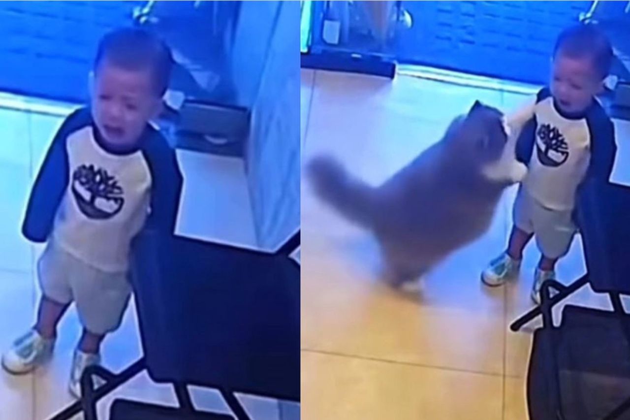 Crying child comforted by empathetic cat captivates millions