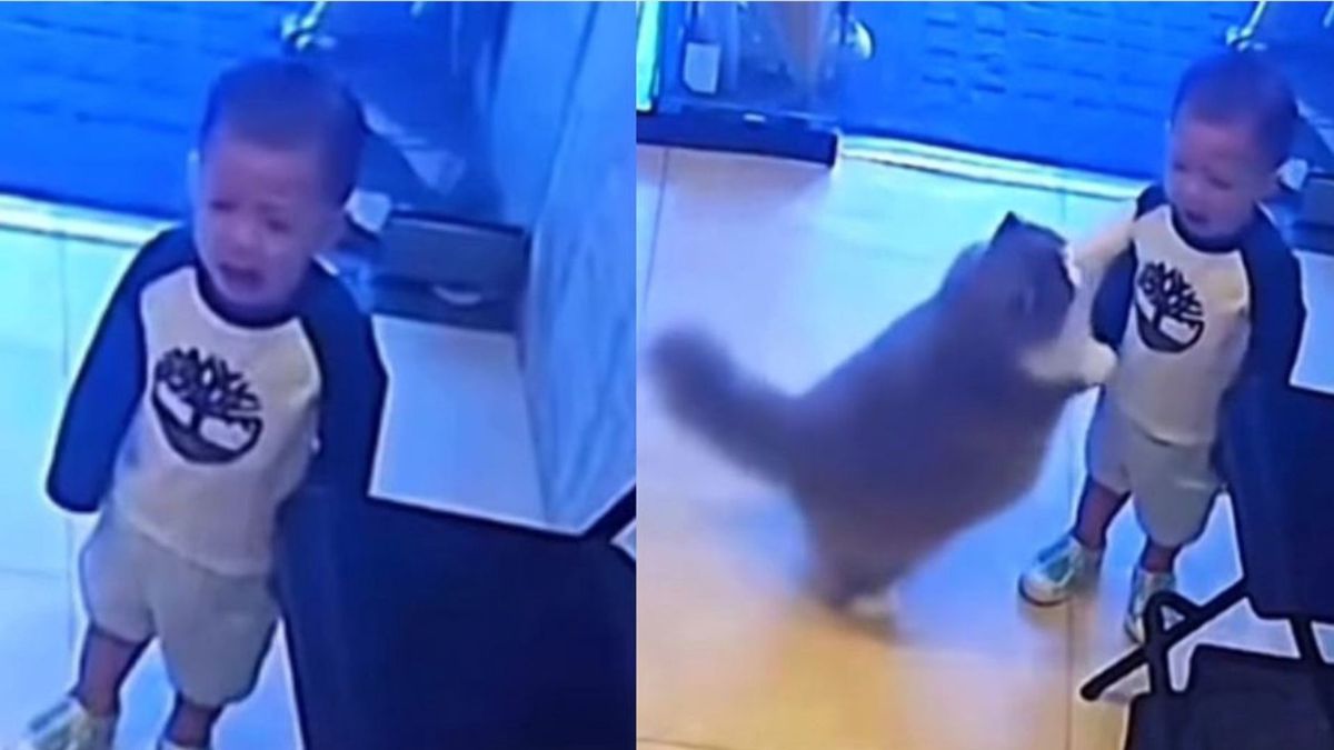 Dziecko zanosiło się płaczem. Nagle pojawił się kot