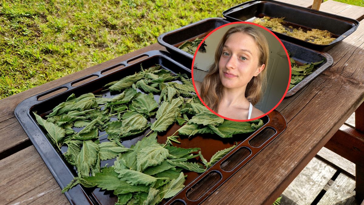 Ta niepozorna roślina jest ceniona w ziołolecznictwie