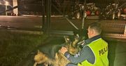 Racibórz: Pies biegał po drodze krajowej nr 45. Raciborscy policjanci uratowali czworonoga przed tragedią