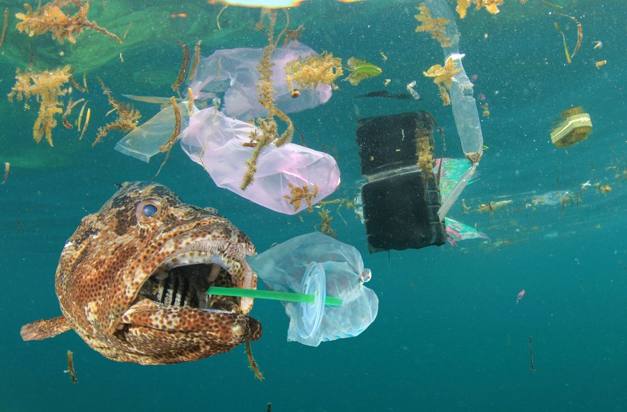 Plastik, który zjedzą ryby