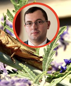 Plaga szarańczy w Ukrainie. Polska w gotowości