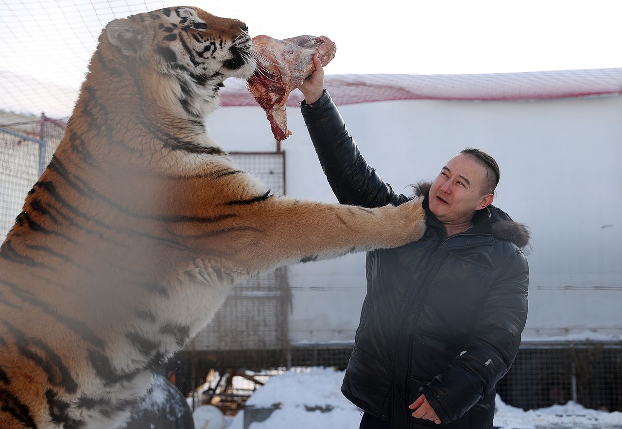 Takie rzeczy tylko w Rosji. Tygrysy nie są im straszne