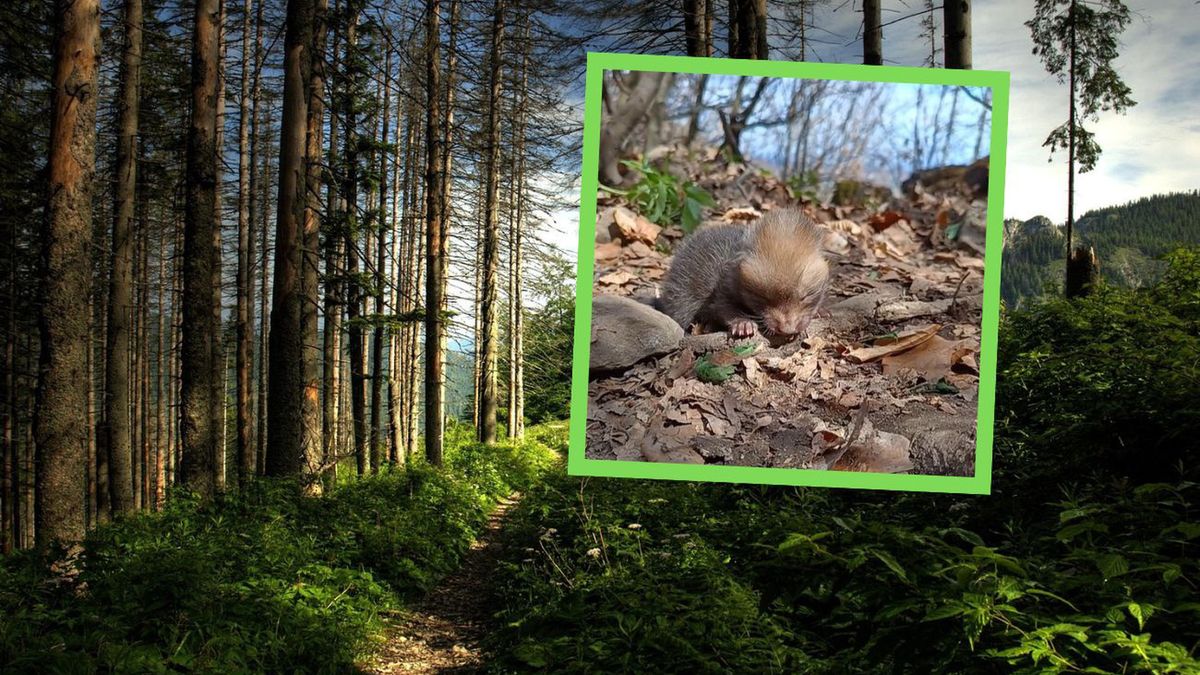 Mały lisek na górskim szlaku. Internauci poruszeni nagraniem z T
