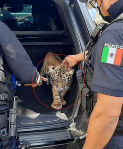 Wieźli w bagażniku małego tygrysa. Policjanci znaleźli tam coś jeszcze