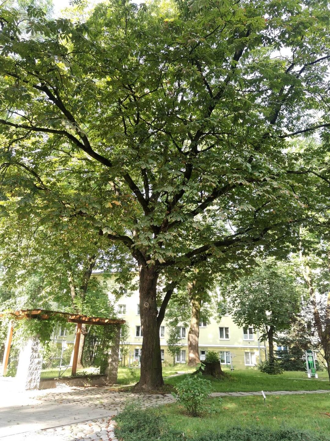 Kasztanowiec na ul. Sowińskiego