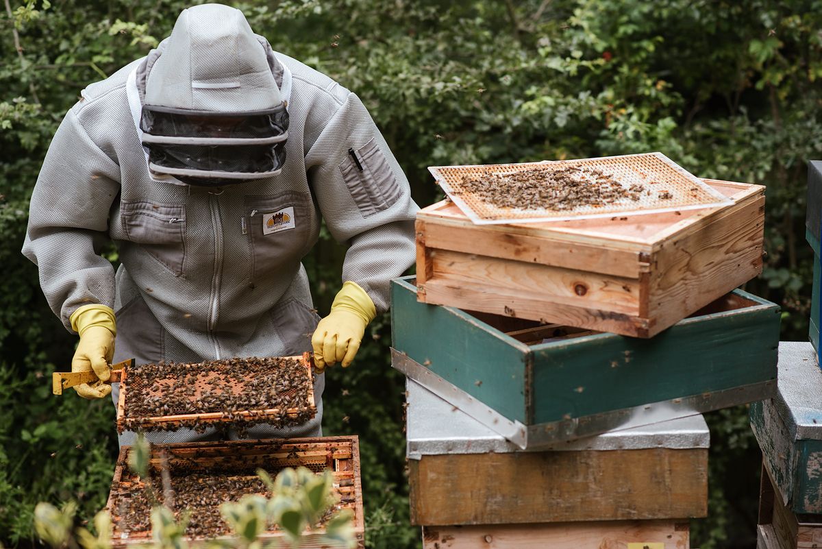 Choć zainteresowanie pszczelarstwem rośnie, to produkcja miodu wciąż nie jest w stanie sprostać rynkowi