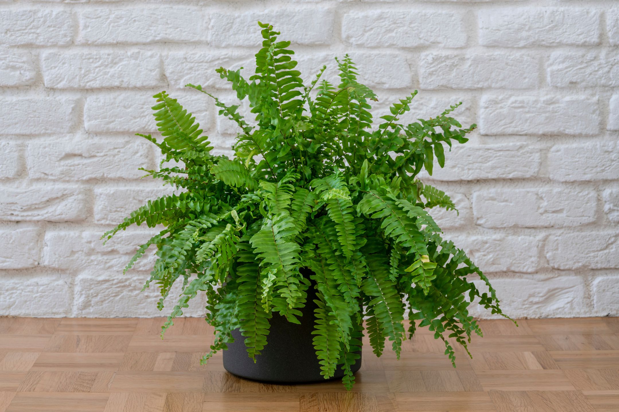 berna namoglu
plant, pot, leaf, flower, fresh, potted, white, bush, green, leaves, decorative, beautiful, boston, botanic, botany, brick, copy, exaltata, ferns, floor, flora, floral, foliage, home, houseplant, interior, ladder, lady, living, love, natural, nature, nephrolepis, nobody, one, parquet, polypodium, room, space, spring, stem, summer, wall