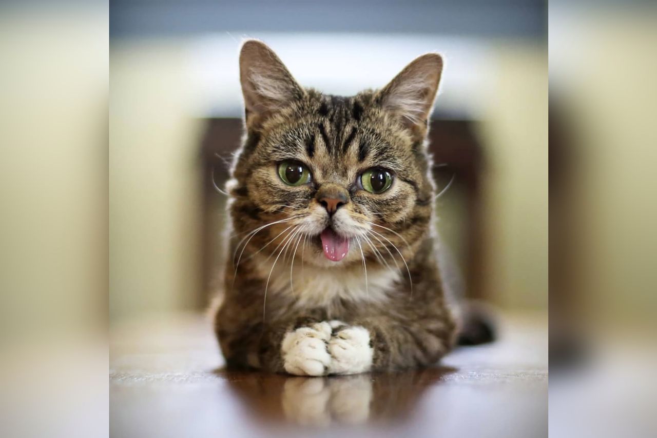 Lil Bub nie żyje. Była ukochanym kotem internetu