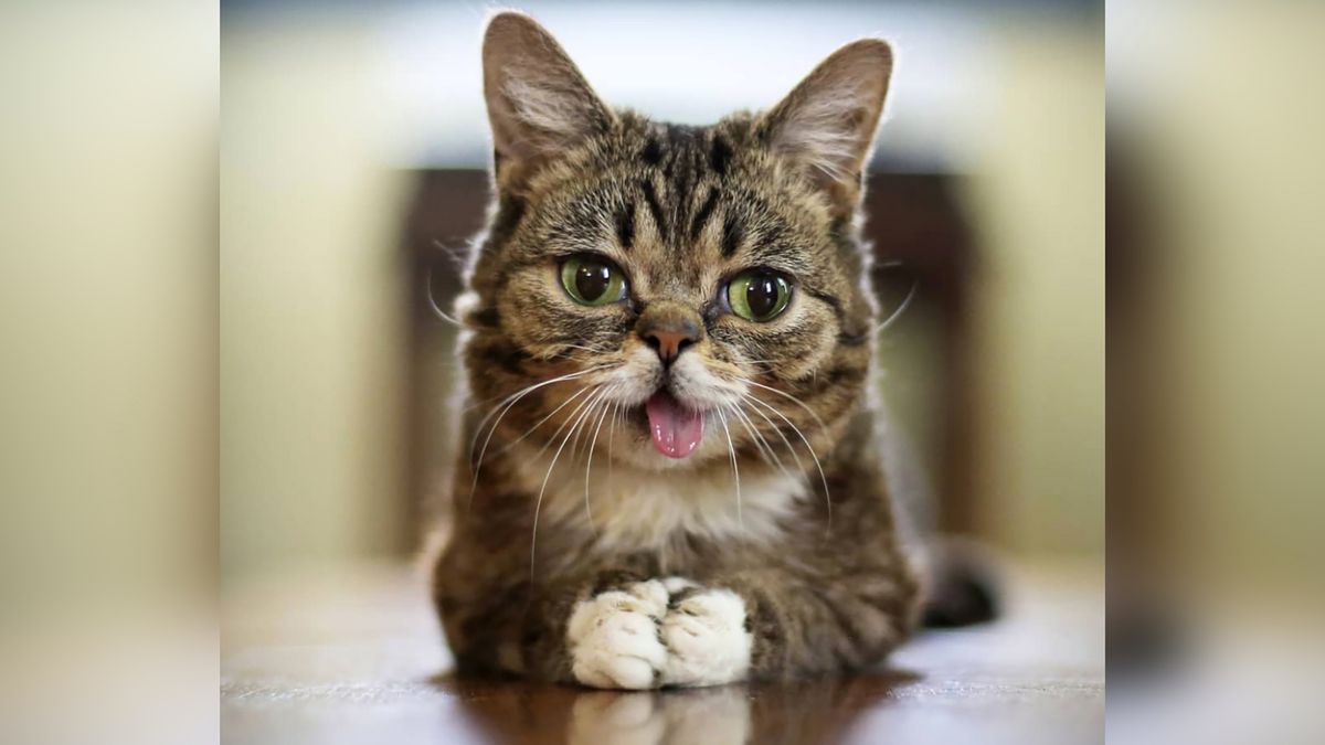 Lil Bub nie żyje. Była ukochanym kotem internetu 1