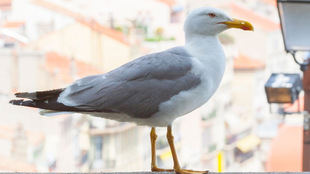 Urbanizacja zmienia zachowanie zwierząt. Badanie wskazuje globalny trend