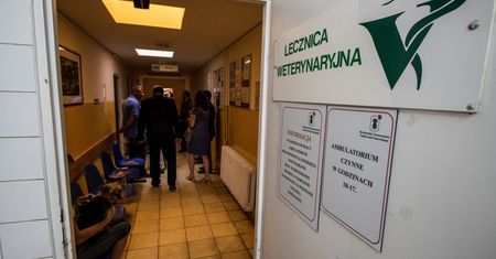 Kraków. Amstaffy rozszarpały jamnika? "Nie chodzi o hejt"