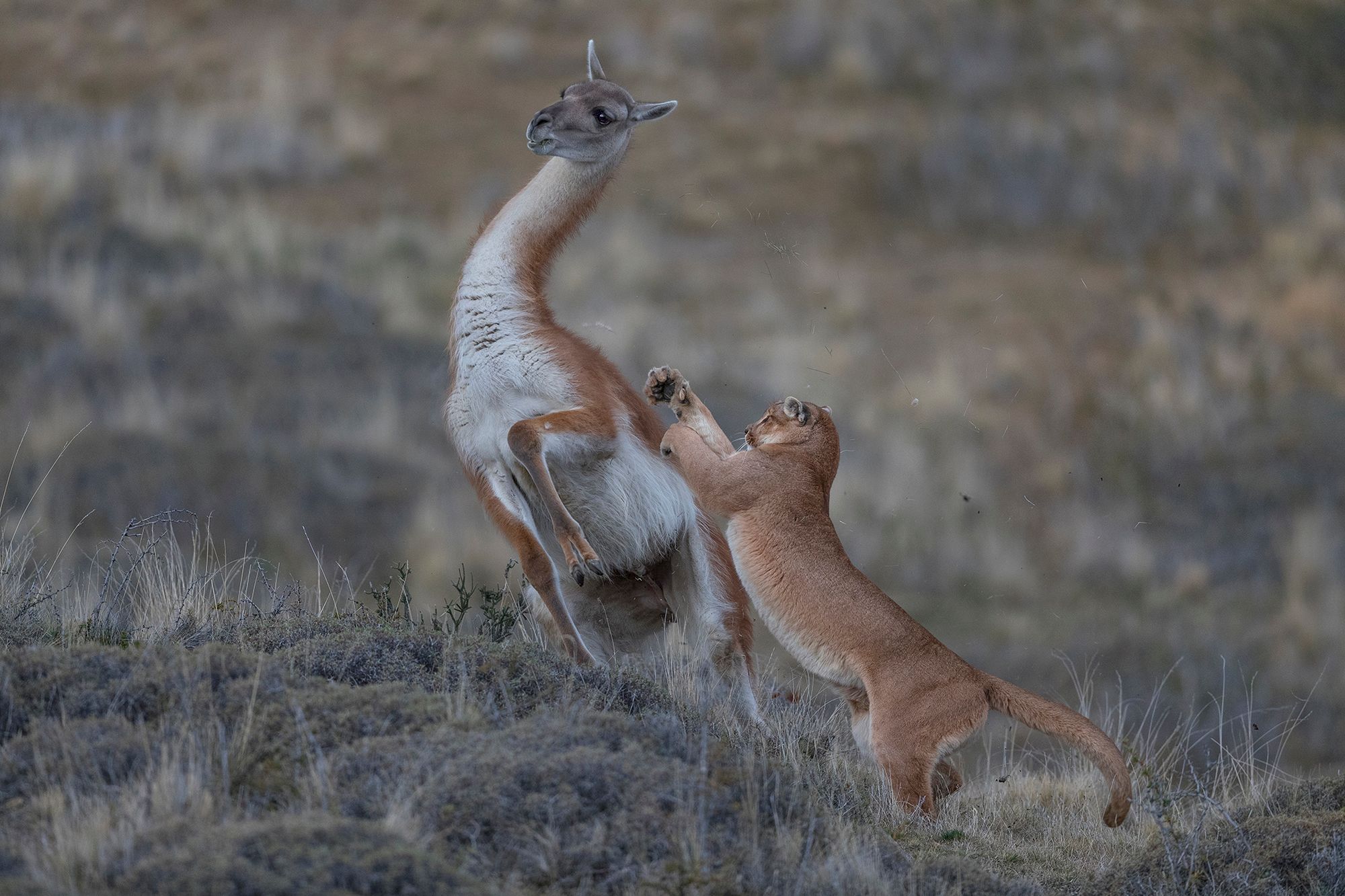World Press Photo 2019 – znamy nominowanych fotografów 101