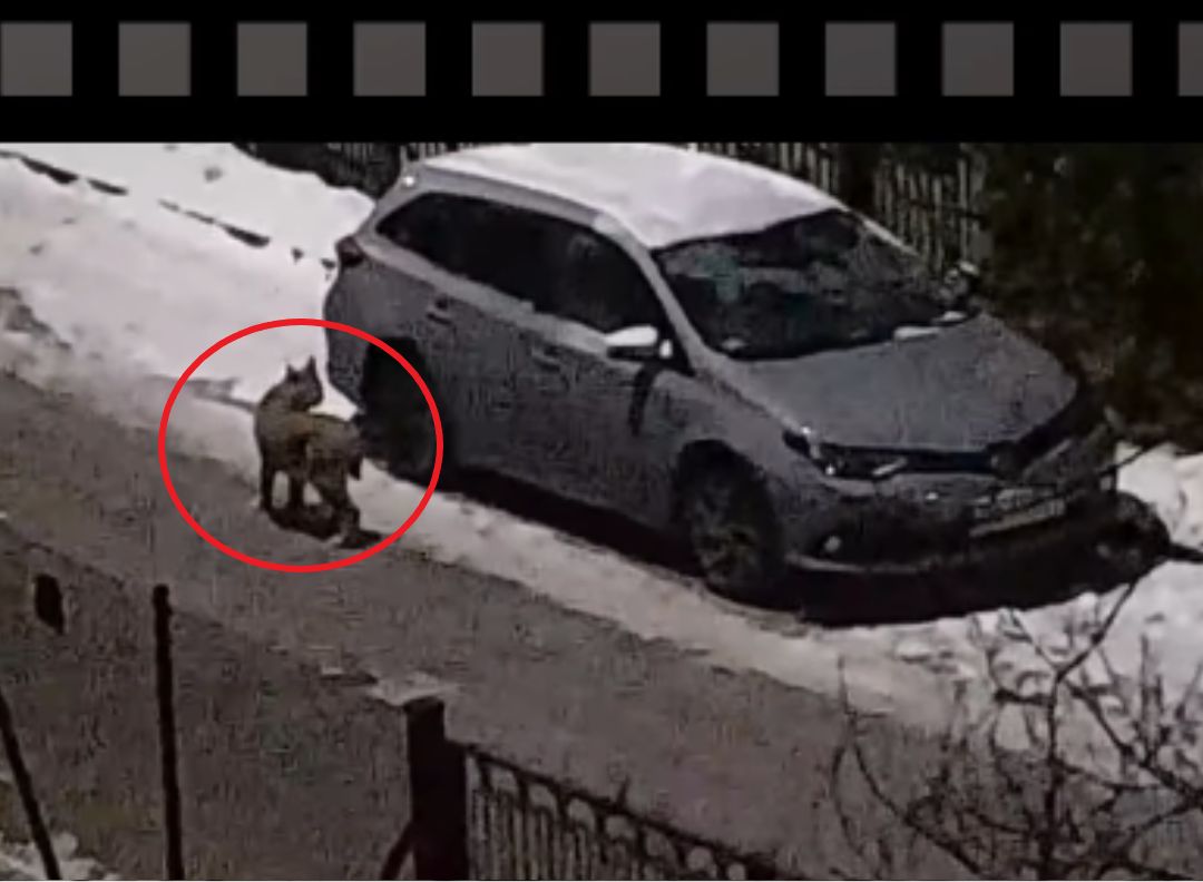 Nadleśnictwo Gdańsk opublikowało nagranie z rysiem