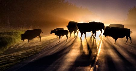Zachwycają przyroda, czyli najlepsze zgłoszenia National Geographic Photo Contest 2015