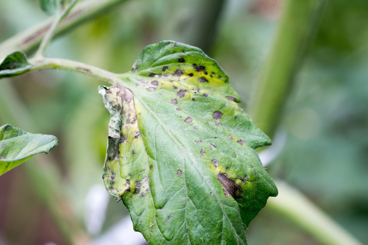 Early blight threatens summer tomato crops, disrupts harvest