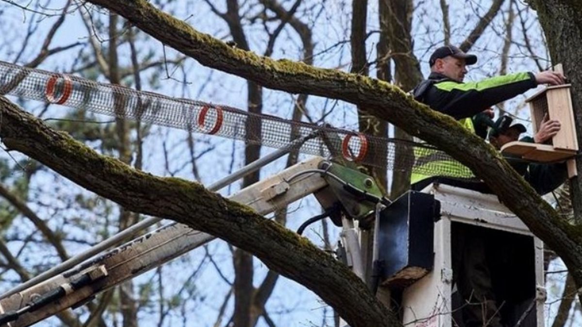Montaż kładki dla wiewiórek