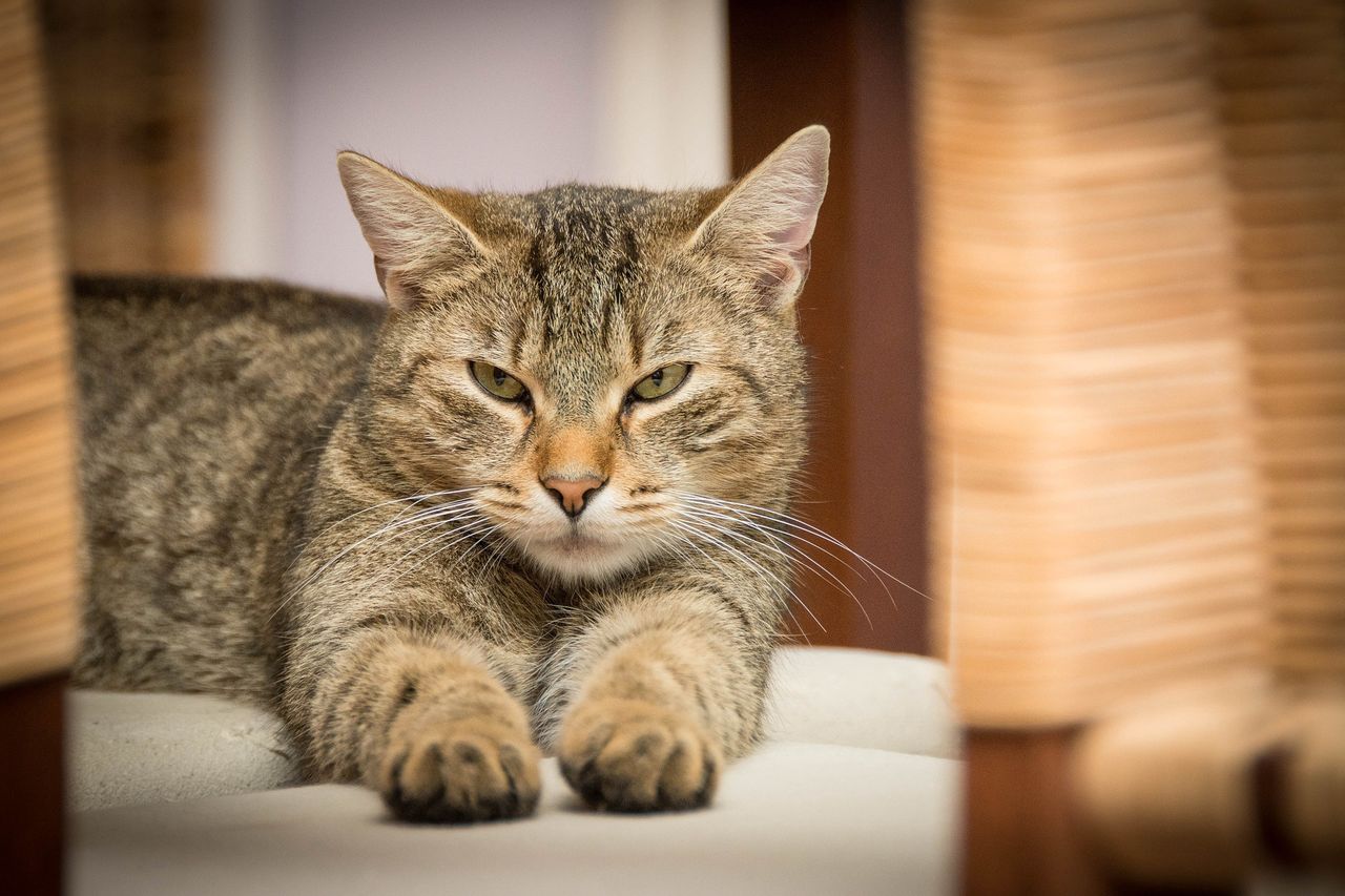 Jak twój kot chce, żebyś podawał mu jedzenie? Naukowcy znaleźli odpowiedź - Koty wolą łatwo dostępne posiłki 
