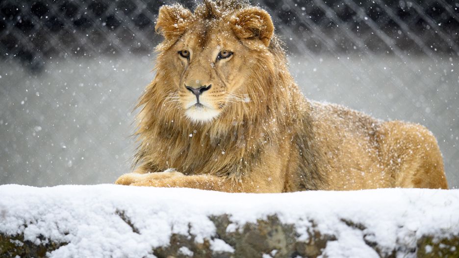 Wigilia 2020. "Dzika karta" do ZOO we Wrocławiu. Nietypowy pomysł na prezent  