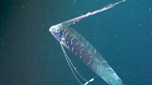 Ryba zagłady inspiracją dla cichych robotów do monitorowania oceanów