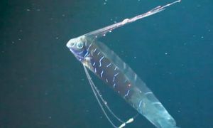 Ryba zagłady inspiracją dla cichych robotów do monitorowania oceanów