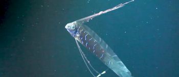 Ryba zagłady inspiracją dla cichych robotów do monitorowania oceanów